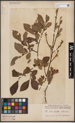 Foto von Salix aurita L. x Salix silesiaca Willd.